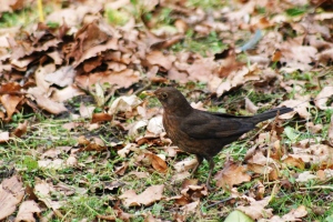 Female blackbird feeding showing that the whole ecosystem matters 