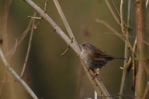 Dunnock - 20% of European population breed here in the UK
