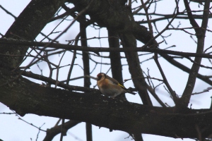 Goldfinch - dozens of these beautiful birds in Alex Park