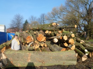 The timber will be sold to the felling contractors Westfield