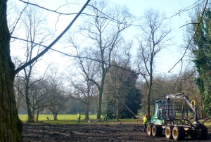 Ash trees being felled