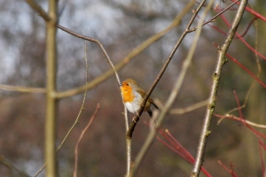 Robin belting out a tune