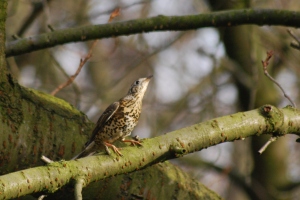 Mistle thrush in the area about to be cleared for tennis courts